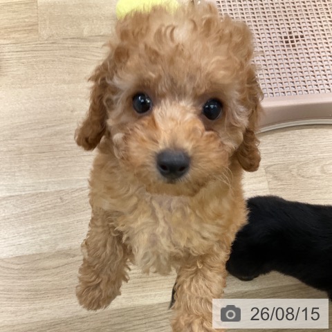 福岡県のトイプードル(トイ) (ペットプラス 春日店/2026年6月4日生まれ/男の子/アプリコット)の子犬の4枚目の画像
