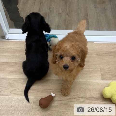 福岡県のトイプードル(トイ) (ペットプラス 春日店/2026年6月4日生まれ/男の子/アプリコット)の子犬の3枚目の画像