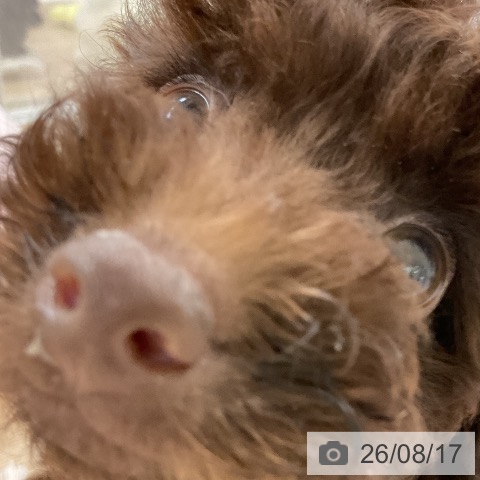 福岡県のトイプードル(トイ) (ペットプラス 八幡東店/2026年6月4日生まれ/男の子/ブラウン)の子犬の3枚目の画像