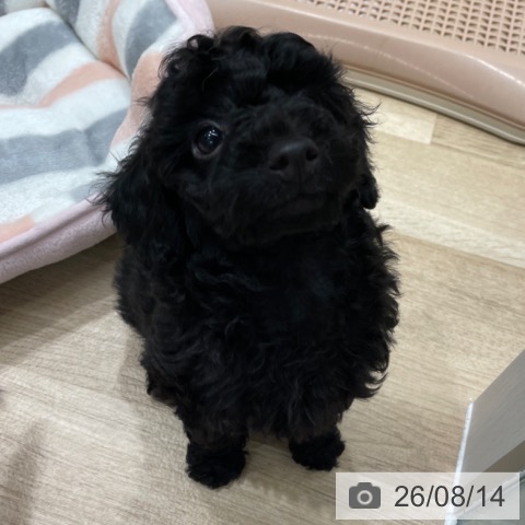 福岡県のトイプードル(トイ) (ペットプラス 八幡東店/2026年6月4日生まれ/女の子/ブラック)の子犬の3枚目の画像