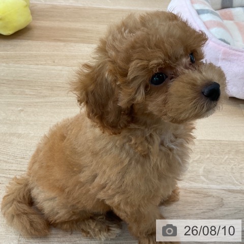 福岡県のトイプードル(トイ) (ペットプラス ららぽーと福岡店/2026年6月5日生まれ/男の子/オレンジフォーン)の子犬の4枚目の画像