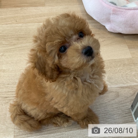福岡県のトイプードル(トイ) (ペットプラス ららぽーと福岡店/2026年6月5日生まれ/男の子/オレンジフォーン)の子犬の3枚目の画像