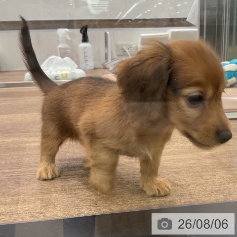 埼玉県のカニンヘンダックスフンド(ロング) (ペッツワン 吉川美南店/2026年6月5日生まれ/男の子/レッド)の子犬の4枚目の画像