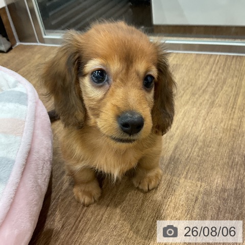 埼玉県のカニンヘンダックスフンド(ロング) (ペッツワン 吉川美南店/2026年6月5日生まれ/男の子/レッド)の子犬の3枚目の画像