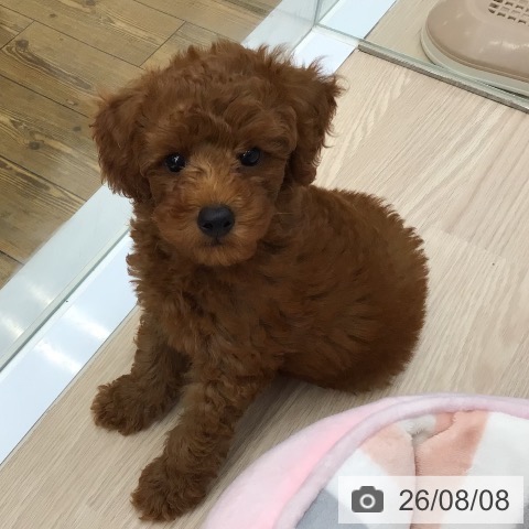 沖縄県のトイプードル(トイ) (ペットプラス 南風原店/2026年6月5日生まれ/男の子/レッド)の子犬の4枚目の画像