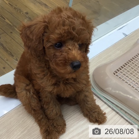 沖縄県のトイプードル(トイ) (ペットプラス 南風原店/2026年6月5日生まれ/男の子/レッド)の子犬の3枚目の画像