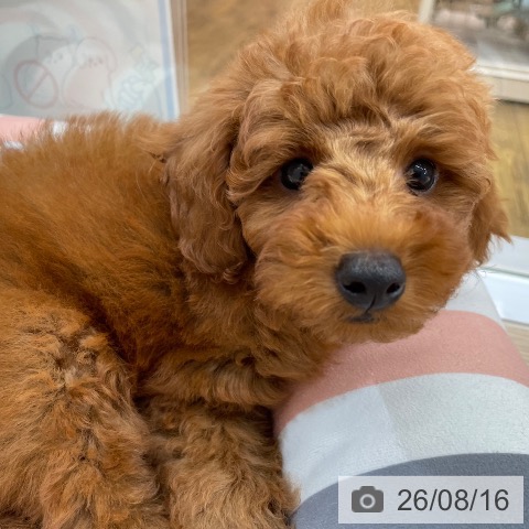 沖縄県のトイプードル(トイ) (ペットプラス 南風原店/2026年6月5日生まれ/男の子/レッド)の子犬の3枚目の画像