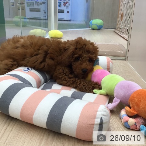 沖縄県のトイプードル(トイ) (ペットプラス 南風原店/2026年6月5日生まれ/男の子/レッド)の子犬の3枚目の画像