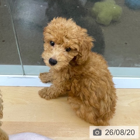 福岡県のトイプードル(トイ) (ペットプラス 春日店/2026年6月5日生まれ/男の子/アプリコット)の子犬の4枚目の画像