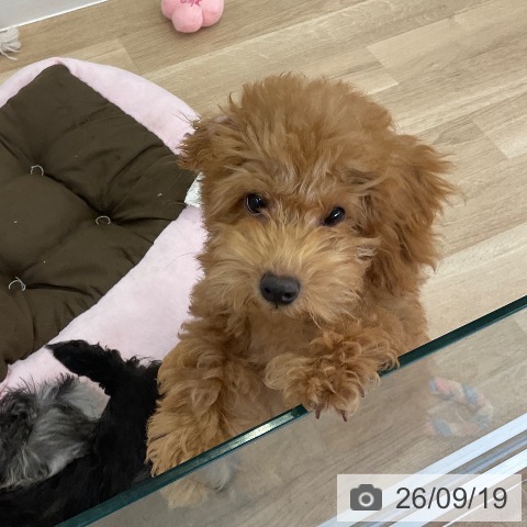 福岡県のトイプードル(トイ) (ペットプラス 春日店/2026年6月5日生まれ/男の子/アプリコット)の子犬の3枚目の画像