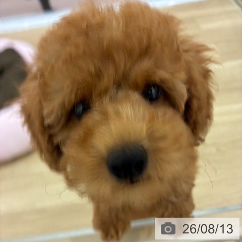宮崎県のトイプードル(トイ) (ペットプラス 宮崎店/2026年6月5日生まれ/男の子/アプリコット)の子犬の4枚目の画像