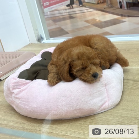 宮崎県のトイプードル(トイ) (ペットプラス 宮崎店/2026年6月5日生まれ/男の子/アプリコット)の子犬の3枚目の画像