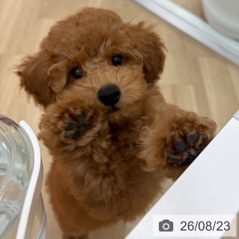 宮崎県のトイプードル(トイ) (ペットプラス 宮崎店/2026年6月5日生まれ/男の子/アプリコット)の子犬の3枚目の画像