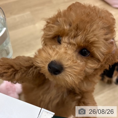 宮崎県のトイプードル(トイ) (ペットプラス 宮崎店/2026年6月5日生まれ/男の子/アプリコット)の子犬の4枚目の画像