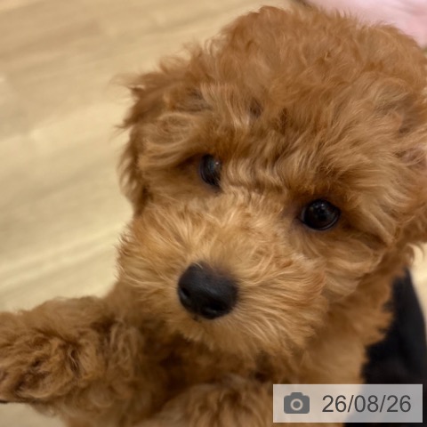 宮崎県のトイプードル(トイ) (ペットプラス 宮崎店/2026年6月5日生まれ/男の子/アプリコット)の子犬の3枚目の画像