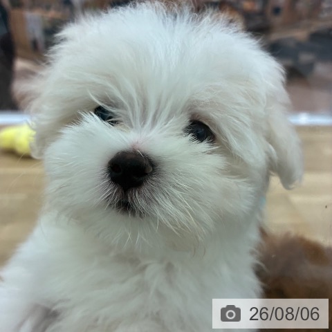 宮崎県のマルチーズ (ペットプラス 宮崎店/2026年6月6日生まれ/男の子/ホワイト)の子犬の3枚目の画像