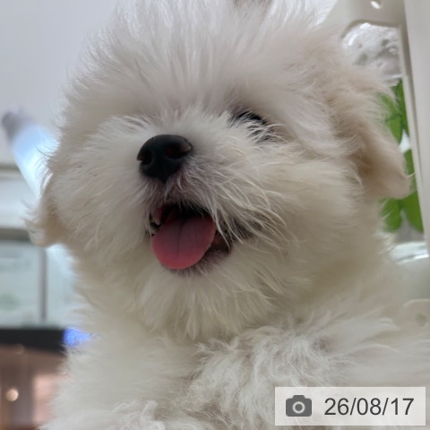 宮崎県のマルチーズ (ペットプラス 宮崎店/2026年6月6日生まれ/男の子/ホワイト)の子犬の4枚目の画像