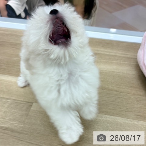 宮崎県のマルチーズ (ペットプラス 宮崎店/2026年6月6日生まれ/男の子/ホワイト)の子犬の3枚目の画像