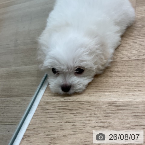 マルチーズの写真