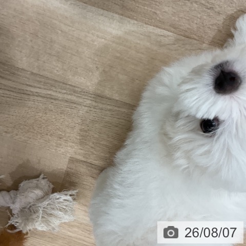 マルチーズの写真