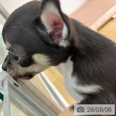 宮崎県のチワワ(ロング) (ペットプラス 宮崎店/2026年6月4日生まれ/男の子/ブラックタンホワイト)の子犬の4枚目の画像