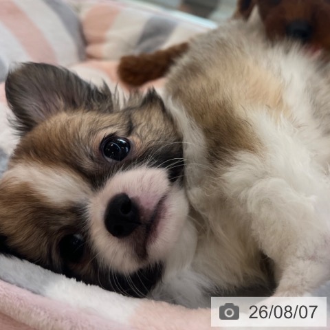 チワワの写真