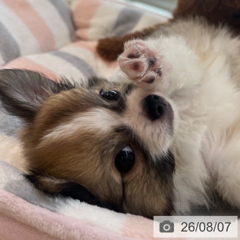 チワワの写真