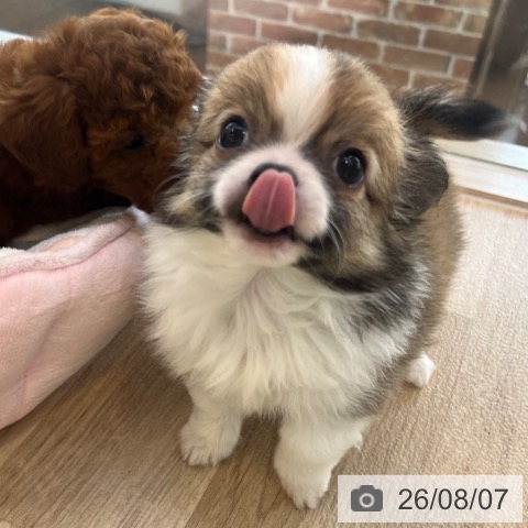 チワワの写真