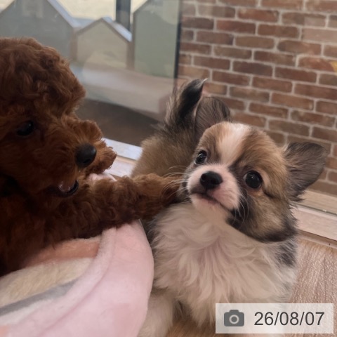 チワワの写真