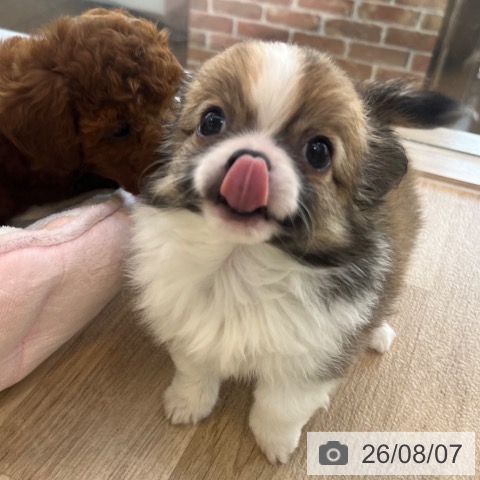 チワワの写真