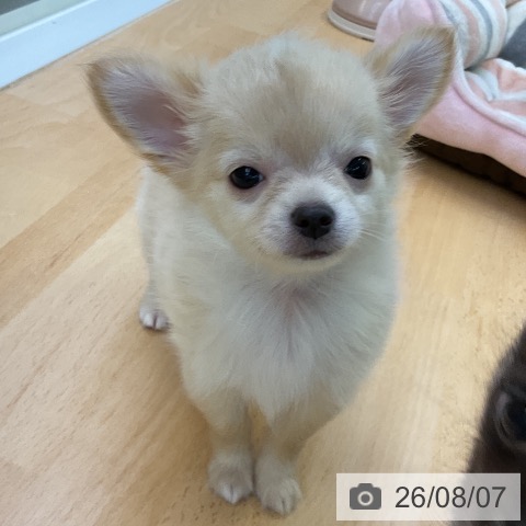福岡県のチワワ(ロング) (ペットプラス 福岡店/2026年6月3日生まれ/男の子/クリームホワイト)の子犬の4枚目の画像