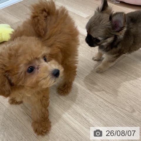 福岡県のチワワ(ロング) (ペットプラス 八幡東店/2026年6月3日生まれ/男の子/フォーンホワイト)の子犬の4枚目の画像