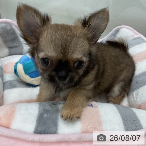 福岡県のチワワ(ロング) (ペットプラス 八幡東店/2026年6月3日生まれ/男の子/フォーンホワイト)の子犬の3枚目の画像