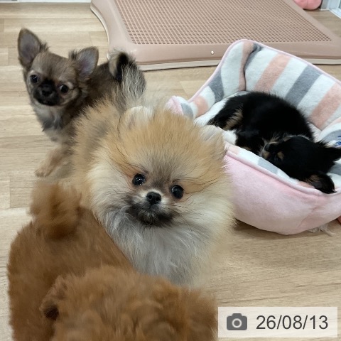 福岡県のチワワ(ロング) (ペットプラス 八幡東店/2026年6月3日生まれ/男の子/フォーンホワイト)の子犬の3枚目の画像