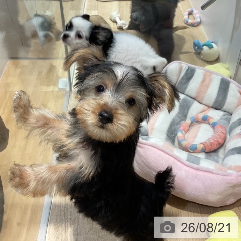 福岡県のヨークシャーテリア (ペットプラス 小倉南店/2026年6月5日生まれ/男の子/スチールブルータン)の子犬の4枚目の画像