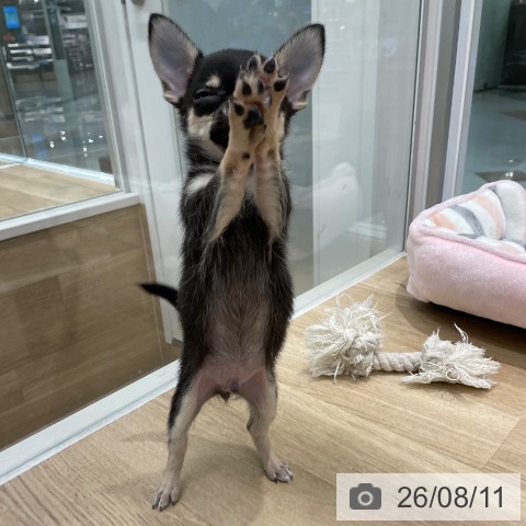 チワワの写真