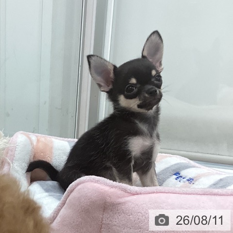 チワワの写真
