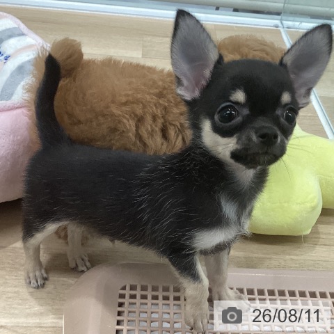 チワワの写真