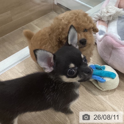 チワワの写真