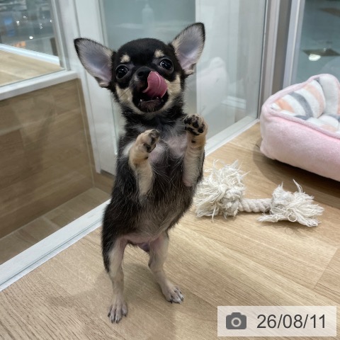 福岡県のチワワ(ロング) (ペットプラス 八幡東店/2026年6月9日生まれ/男の子/ブラックタン)の子犬の4枚目の画像
