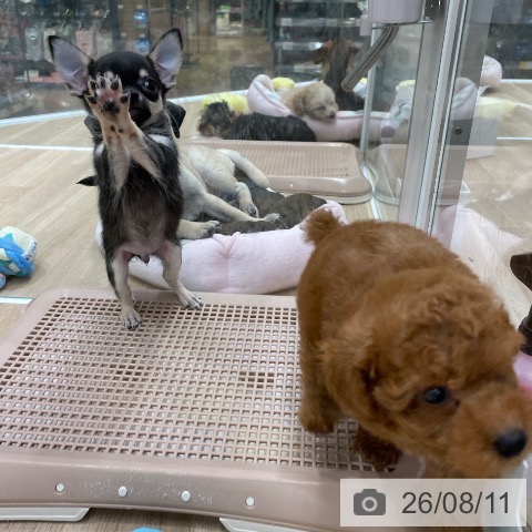 福岡県のチワワ(ロング) (ペットプラス 八幡東店/2026年6月9日生まれ/男の子/ブラックタン)の子犬の3枚目の画像