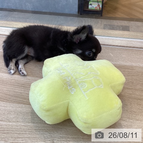 チワワの写真