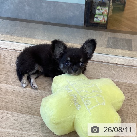 チワワの写真