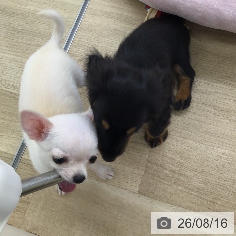 チワワの写真