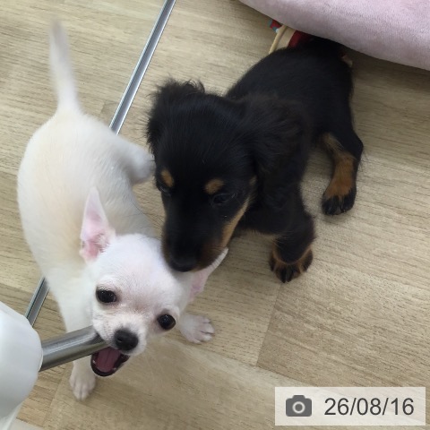 チワワの写真
