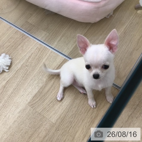 福岡県のチワワ(ロング) (ペットプラス 春日店/2026年6月9日生まれ/女の子/クリーム)の子犬の4枚目の画像