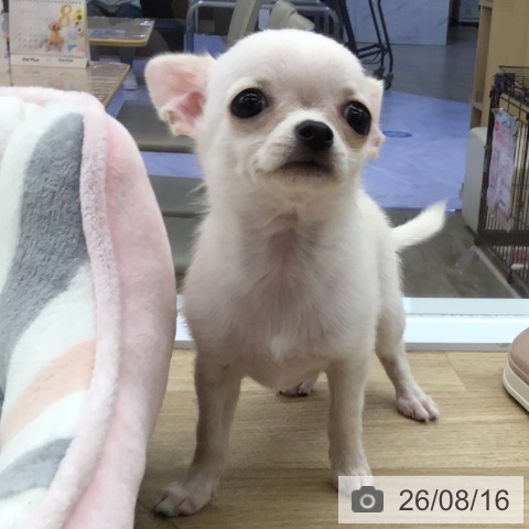 福岡県のチワワ(ロング) (ペットプラス 春日店/2026年6月9日生まれ/女の子/クリーム)の子犬の3枚目の画像