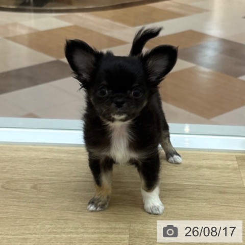 宮崎県のチワワ(ロング) (ペットプラス 宮崎店/2026年6月4日生まれ/女の子/ブラックタン)の子犬の4枚目の画像