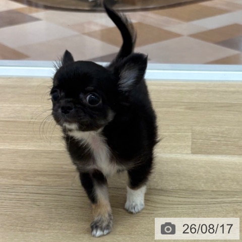 宮崎県のチワワ(ロング) (ペットプラス 宮崎店/2026年6月4日生まれ/女の子/ブラックタン)の子犬の3枚目の画像