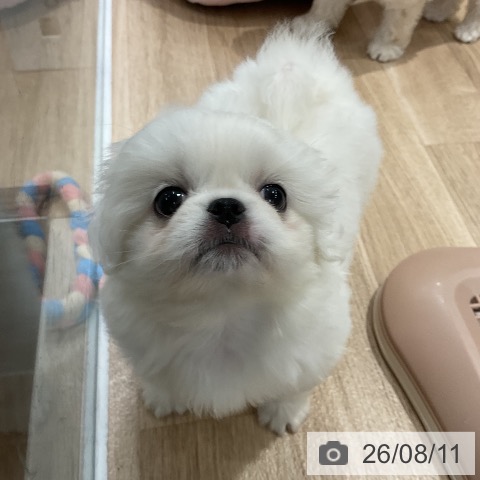 ペキニーズの写真